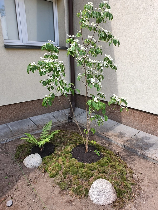 日本庭園造り　９日目