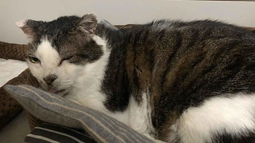 エイズ発症による重篤な病に苦しむ保護猫たちをお助けください のトップ画像