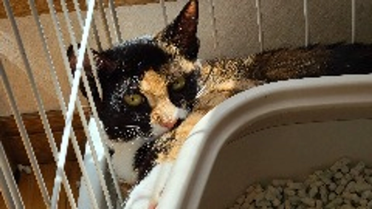 3匹を病院に連れて行きました。