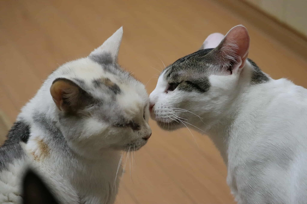 新たなプロジェクトに挑戦中です！