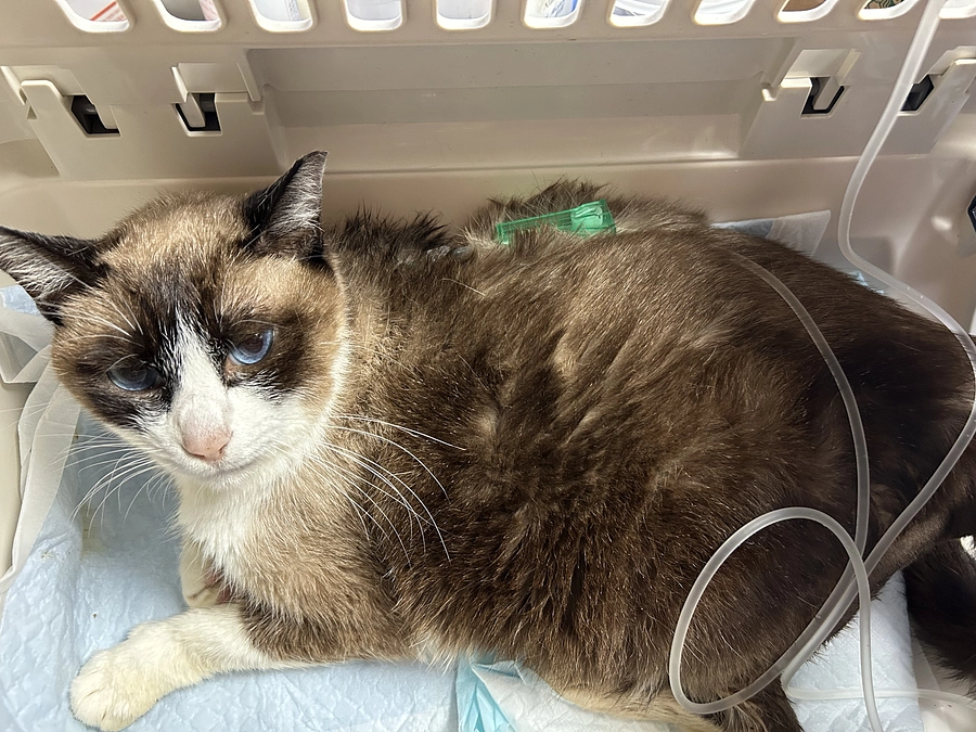 フェレちゃんの腎臓が悲鳴をあげてるみたいで💦