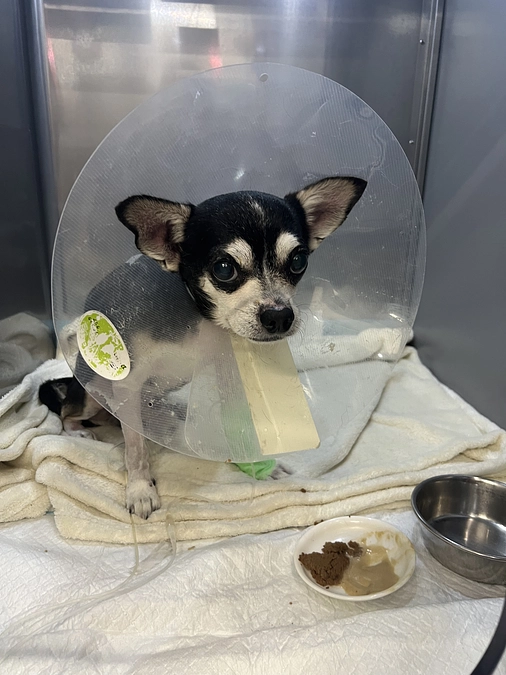 🫀術後1日目🫀