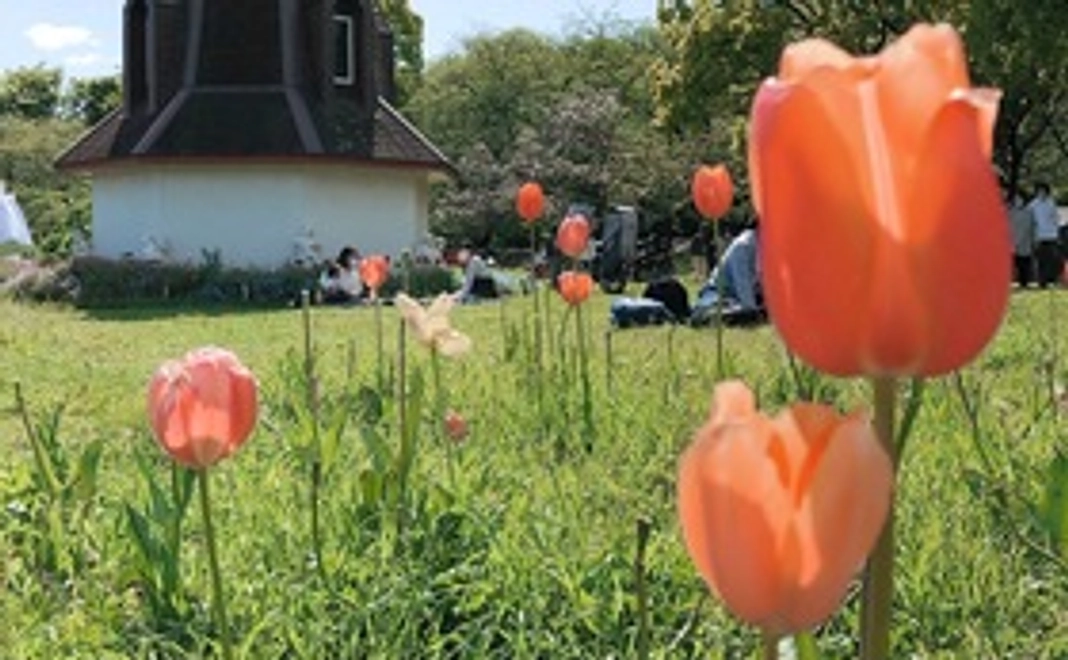 当日植え付け用チューリップ球根詰め放題体験&植え付け体験【小袋1袋】