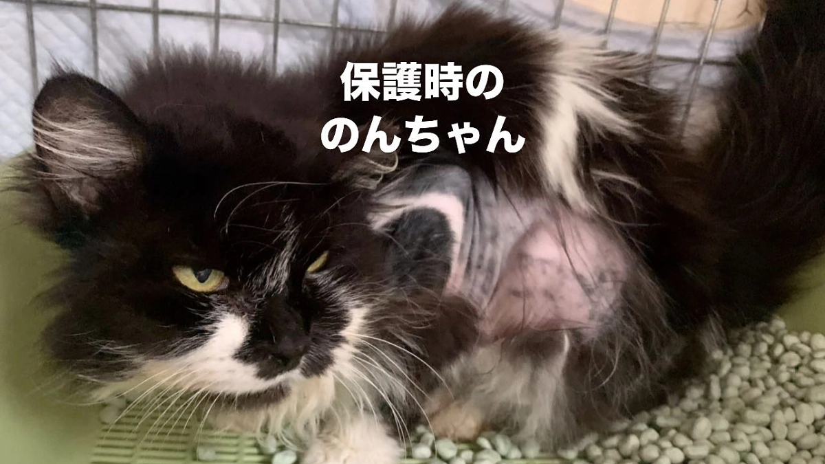 【終了まであと13日！70％まであと17万円…！】認知症のおじいちゃんと暮らしていた2匹の高齢猫