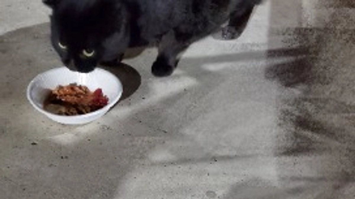 2/28日の外猫のご飯‼️必死に生きてる猫たちにお腹いっぱい食べさせてくれませんか😭