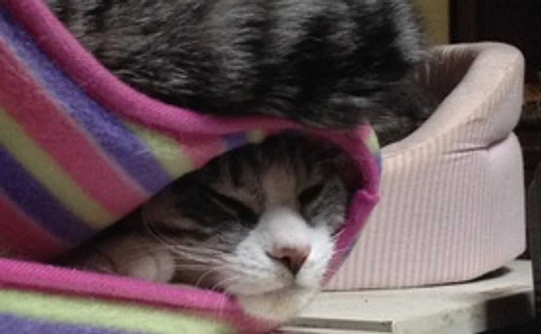 サンクスフォト（写真1カット・PDF・メール添付）