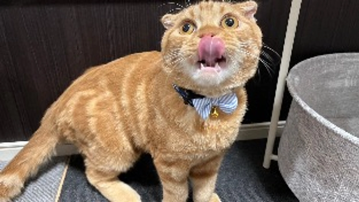 FIP経過観察28日目