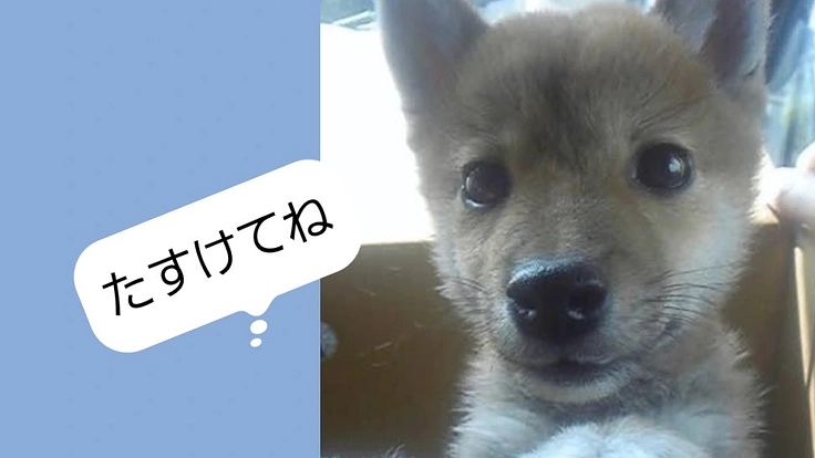 愛犬ソラの気管虚脱に必要なオーダーステントを作り呼吸を楽にしたい！