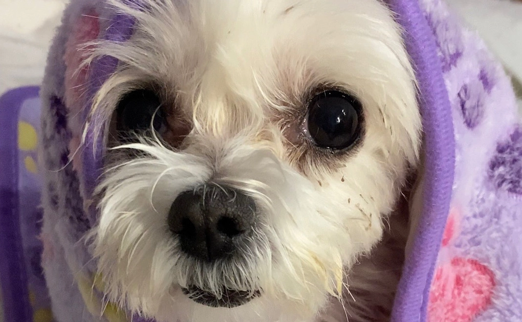 ⋈マリへのご支援⋈⑦