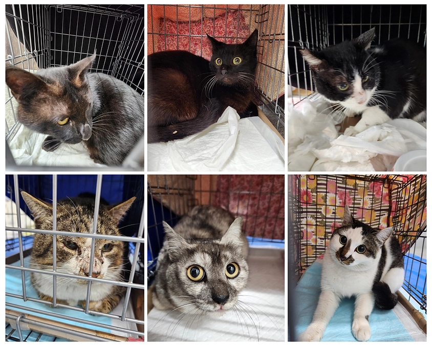 TNRの猫たちと門司シェルターの近況