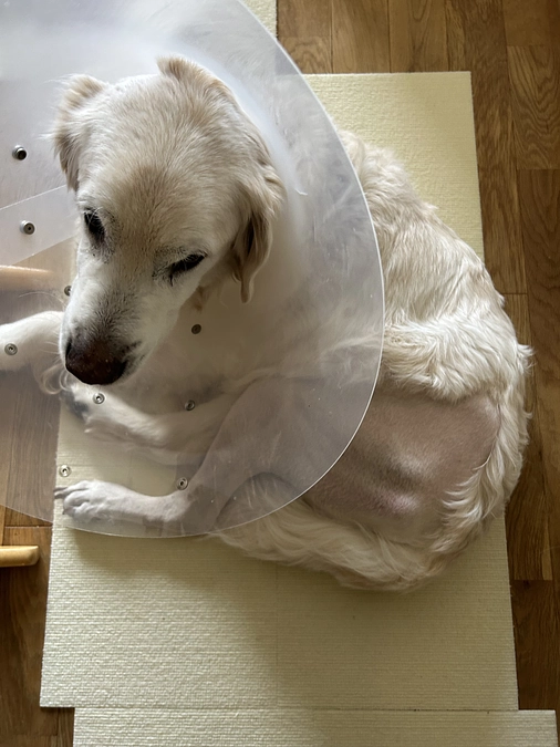 術後1ヶ月が経過