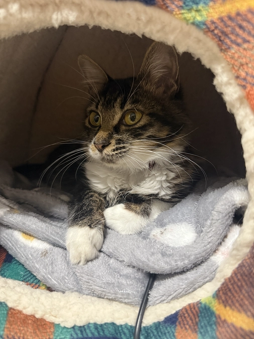 11月18日、投薬56日目。クラウドファンディング残り6日です🚨🆘