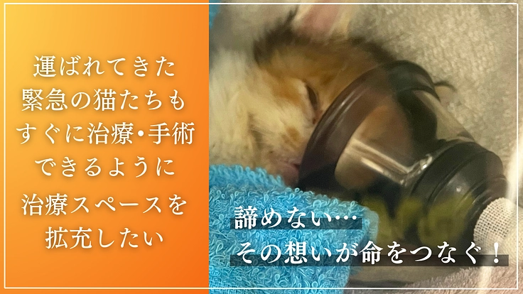 命の線引きをせず全ての猫たちのために。たんぽぽの里、覚悟の挑戦