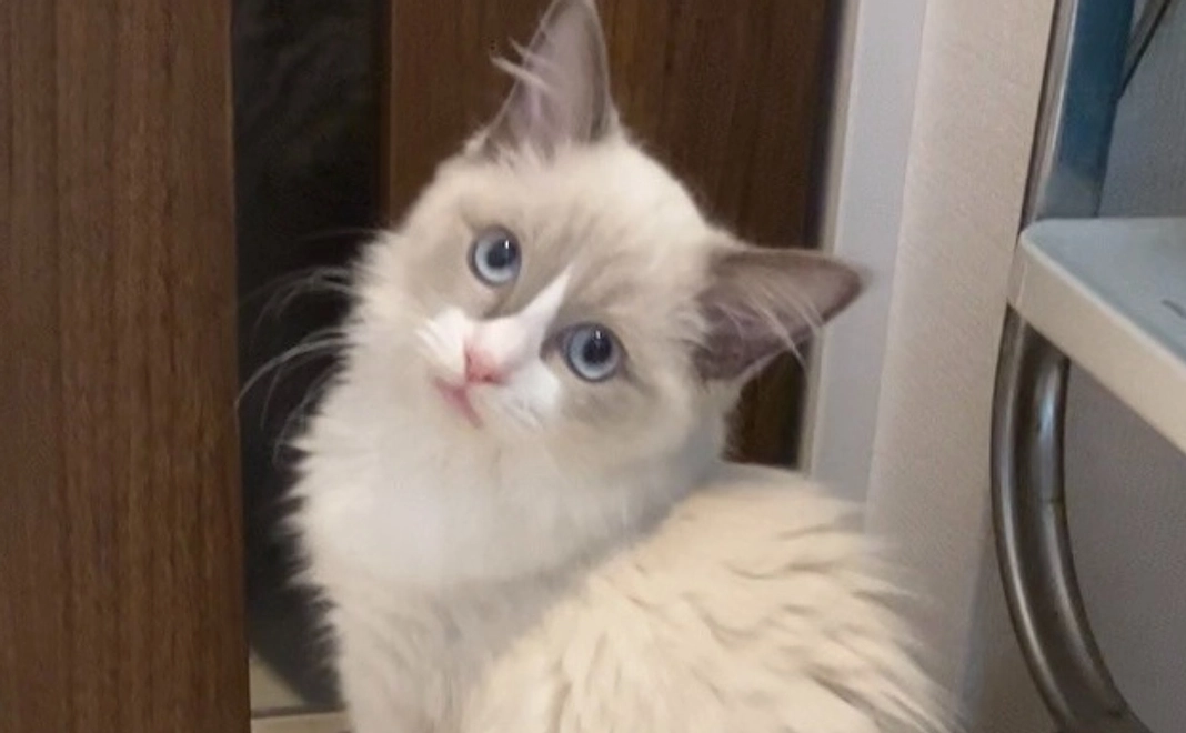 ご支援よろしくお願いします!ルーチェの画像1枚、感謝を込めたメールをお送りいたします。