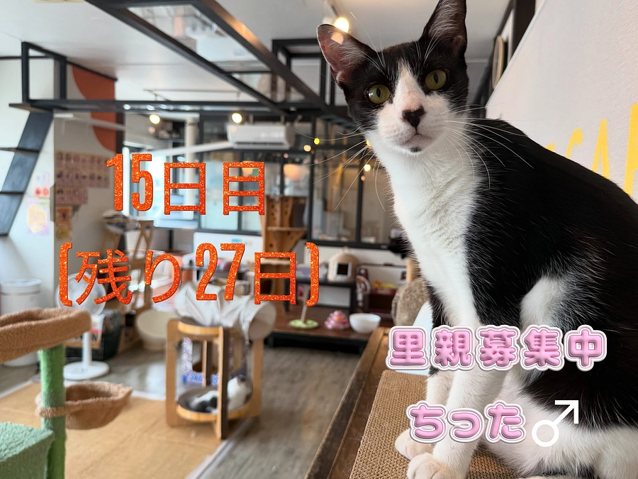 保護猫から家猫へ！