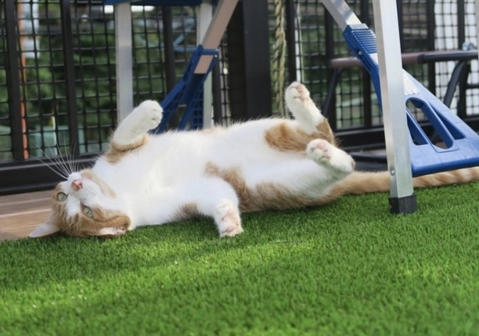 ねこハウス、ねこ友ガーデンでは