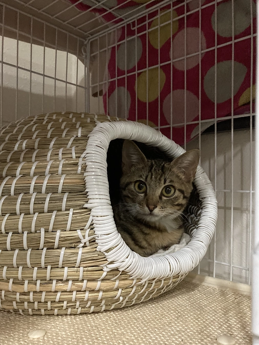 4/19の診察のご報告