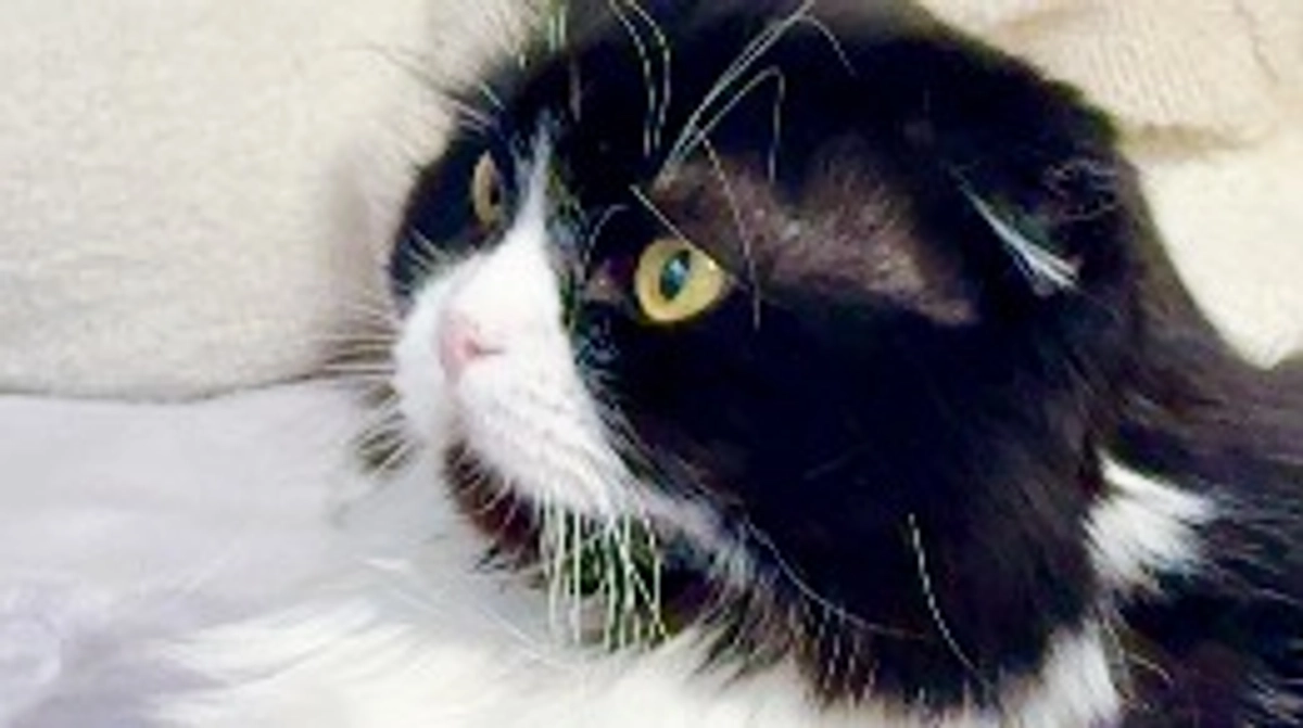 残り15日。今日はししゃもがどんな猫かご紹介します😽