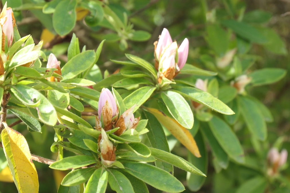 つつじがもうすぐ満開！