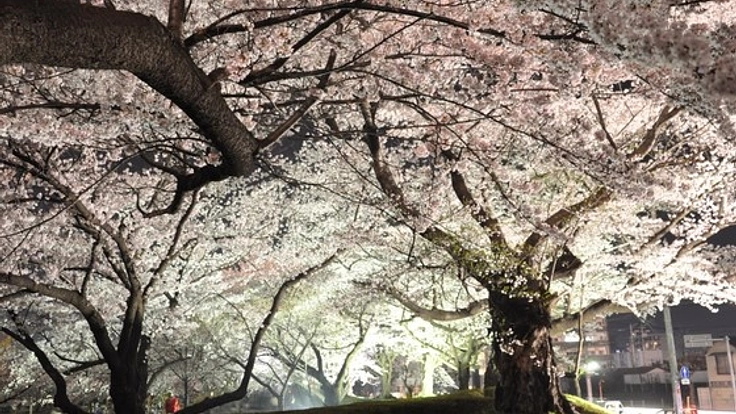 今年で27年目!郡山市の開成山桜ライトアップ祭りを守りたい!
