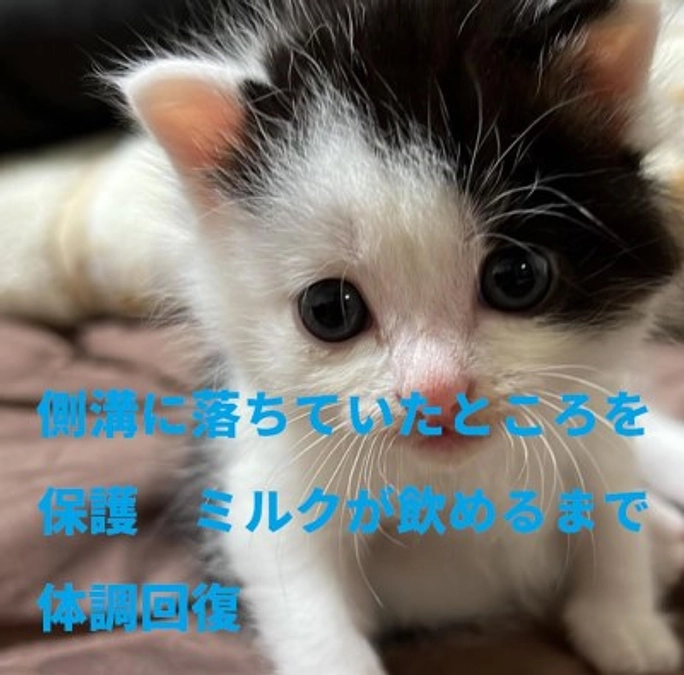 【シェルターの猫たち】　捨てられた仔猫　