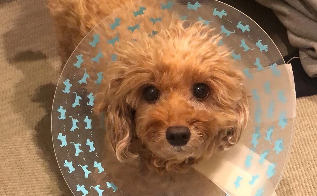 じじの現在をメールで報告