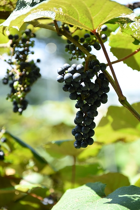 山ぶどうの収穫体験会を計画しております。