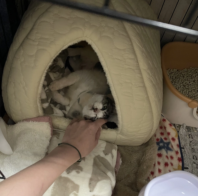 おてんばちゃん