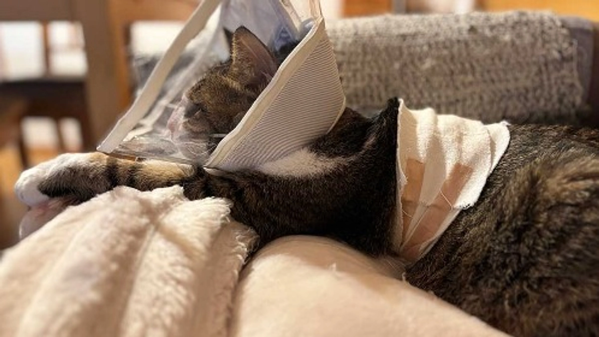 小鉄の患部の経過写真です。※血が苦手な方は見ないようにしてください！