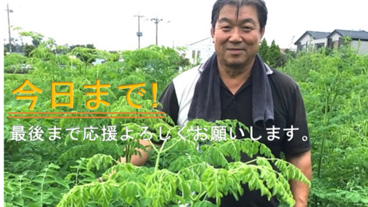 奇跡の木モリンガで忌避剤の役割を担い、自然由来でつくる農業を