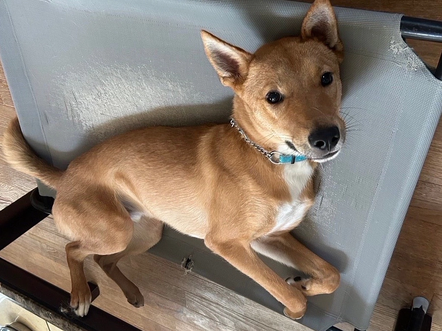 レーベンっ子のご紹介⑥香川県から兄弟と一緒に来た「ナル」