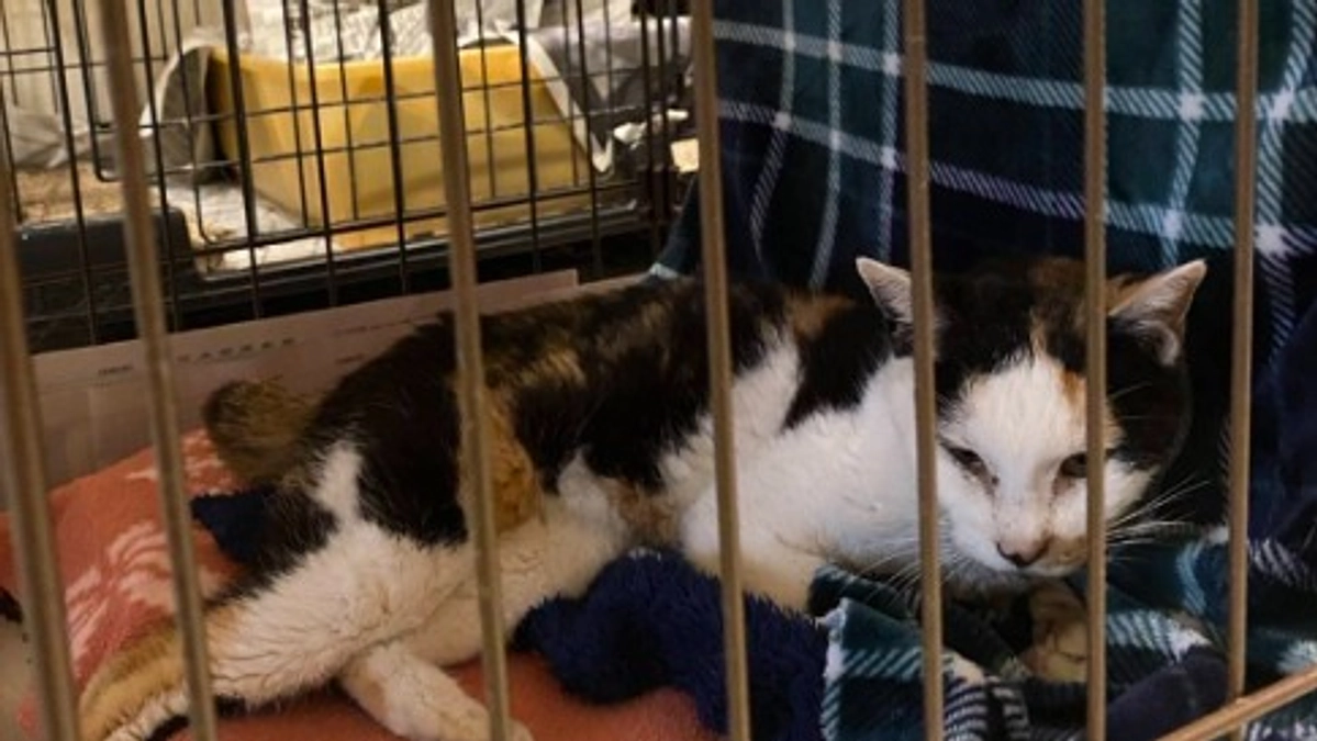 「げんぼのみーちゃん」