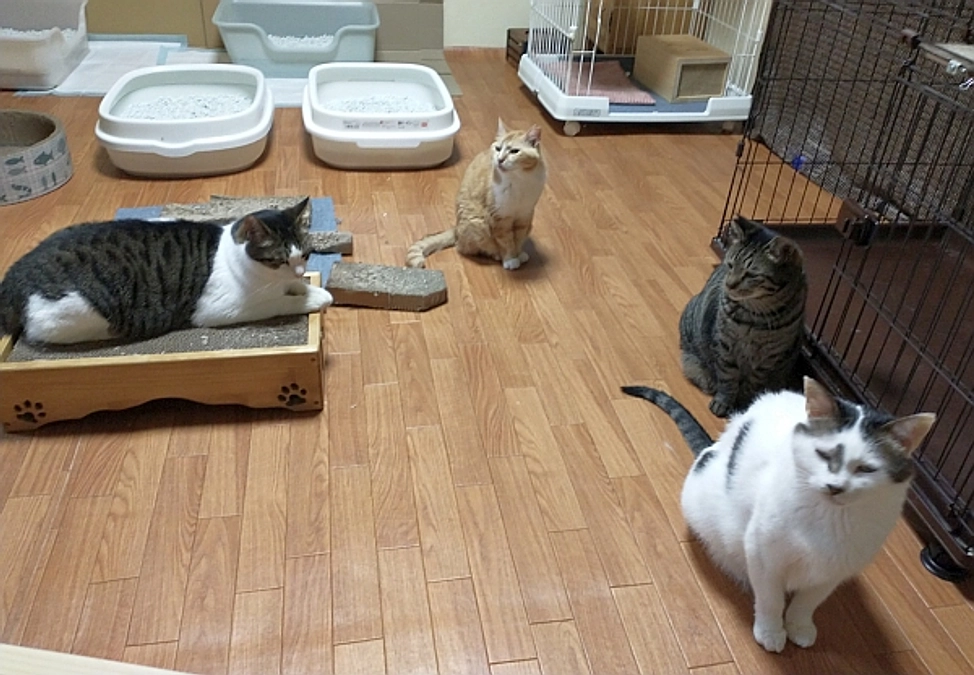 シェルターだより（8月）