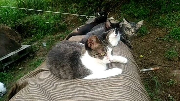 様々な事情でそこで暮らすことができない猫の保護シェルターつくりたい