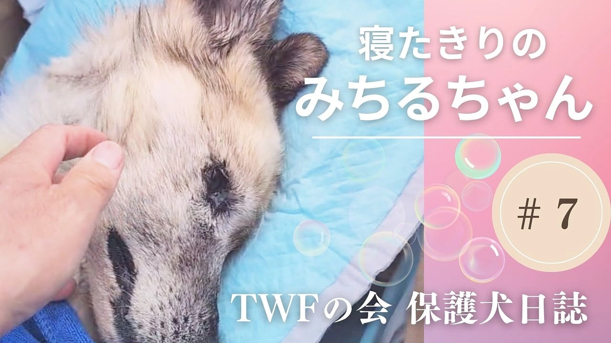 高齢犬に寄り添っていくために