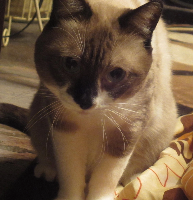 【クラウドファンディング挑戦残り2日間】ご支援ご協力を賜りお礼申し上げます