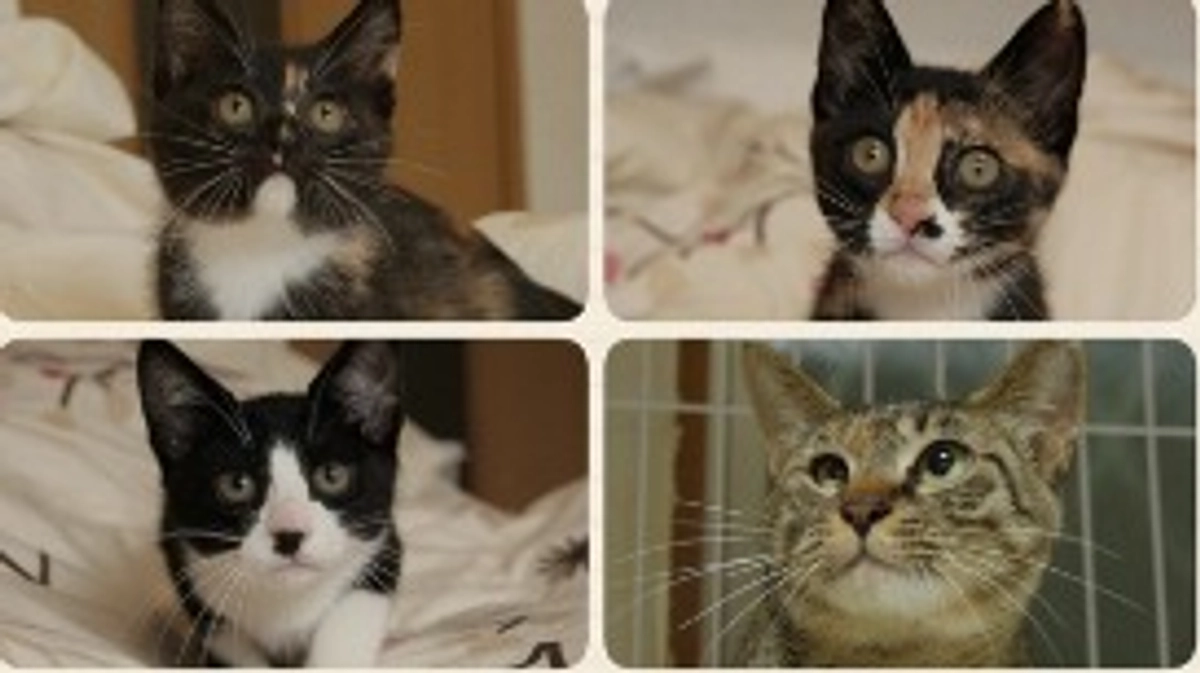 プロジェクト終了いたしました。