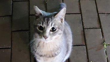 不幸な野良猫ちゃんのTNRと命を繋ぐご飯の支援をお願いします。 のトップ画像