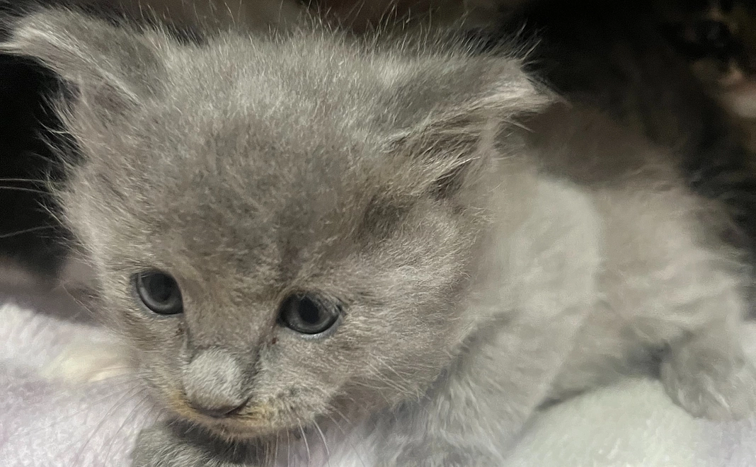 毎月応援にゃんにゃんコース