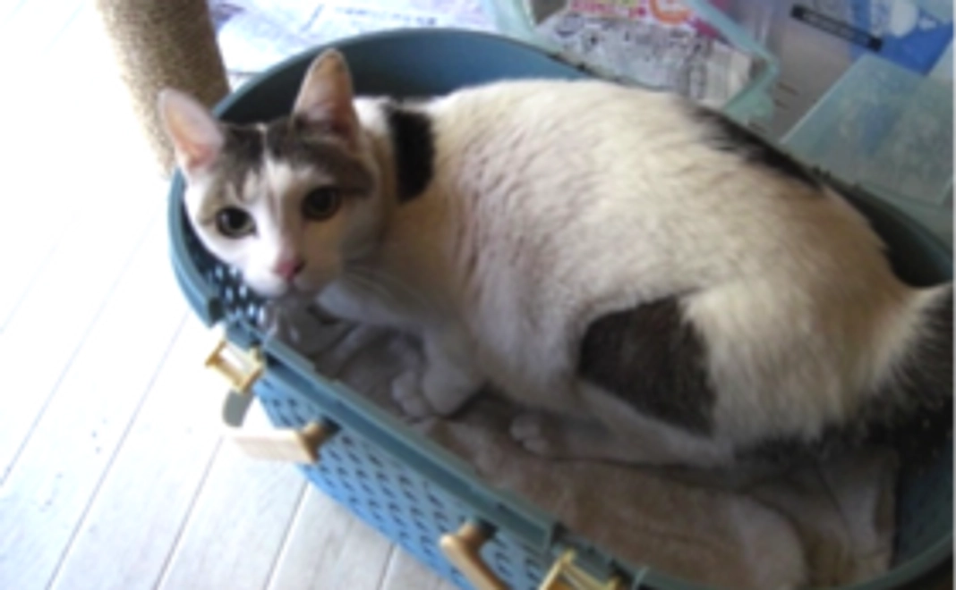 手作り!ねこちゃんのポストカードセット