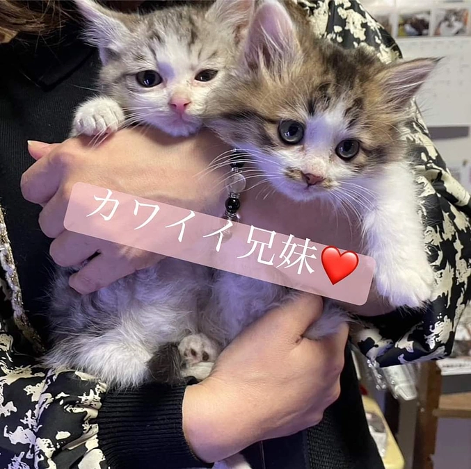 今日は猫の日☺️