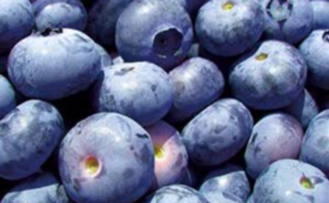 大粒ブルーベリー1,000ｇとブルーベリージュース2本