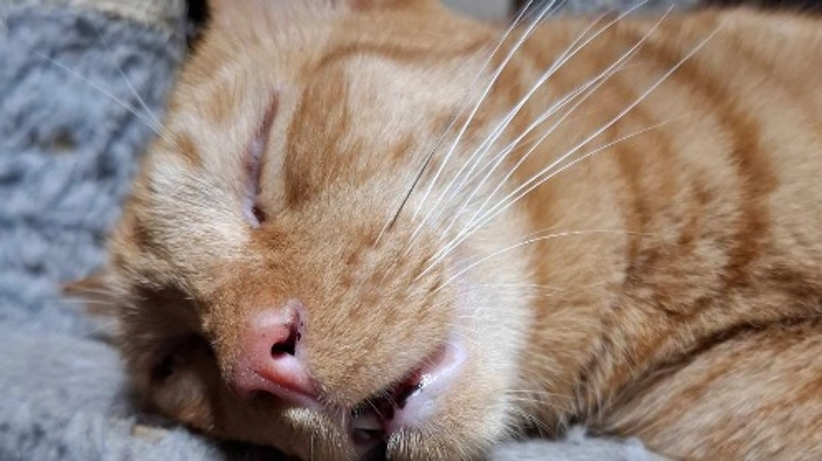 今年の夏の暑さは異常