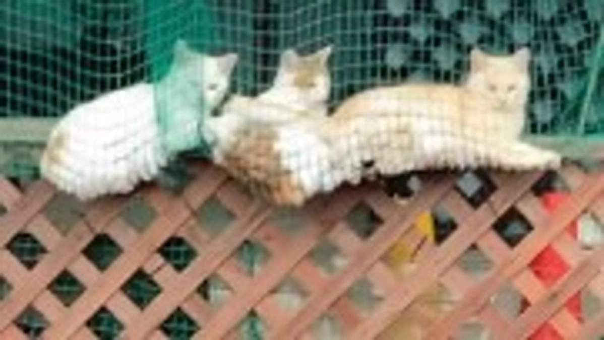 外猫ちゃん達の最近の様子です🐱