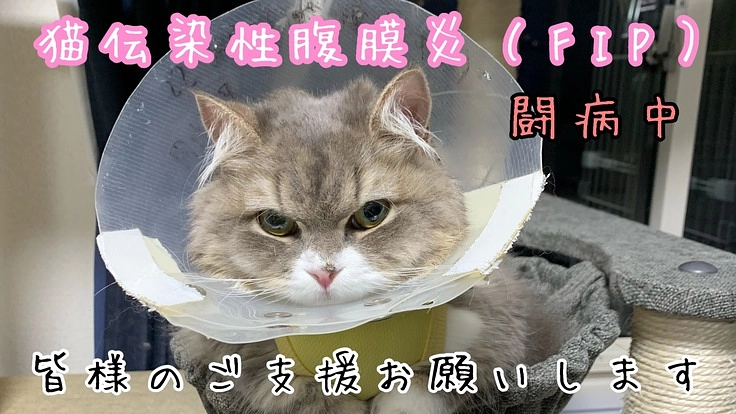FIP(猫伝染性腹膜炎)と戦うこのめにご支援よろしくお願い致します