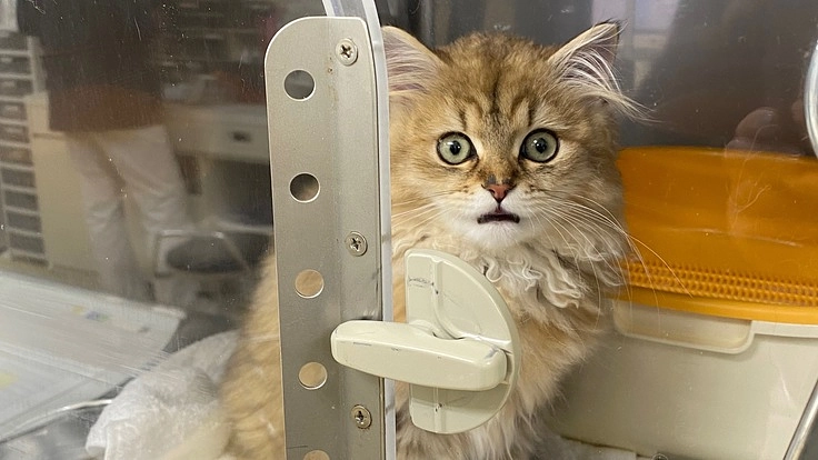 FIP(猫伝染性腹膜炎)治療にご支援宜しくお願いいたします！