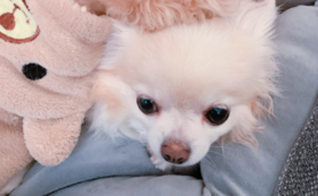 お礼メールとティティのお写真②