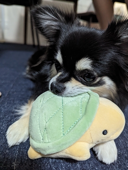 手術費用を振込みました