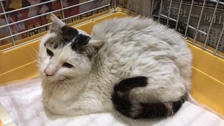 懸命に生きようとしている保護猫ぶっちゃんを一緒に助けてください。