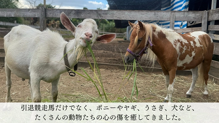 動物たちが安全に暮らせるように。沖縄の保護牧場「ちゅらん」再建へ！ 3枚目